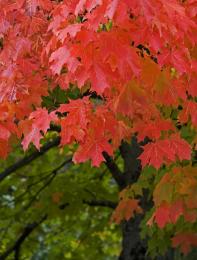 Fall Maple